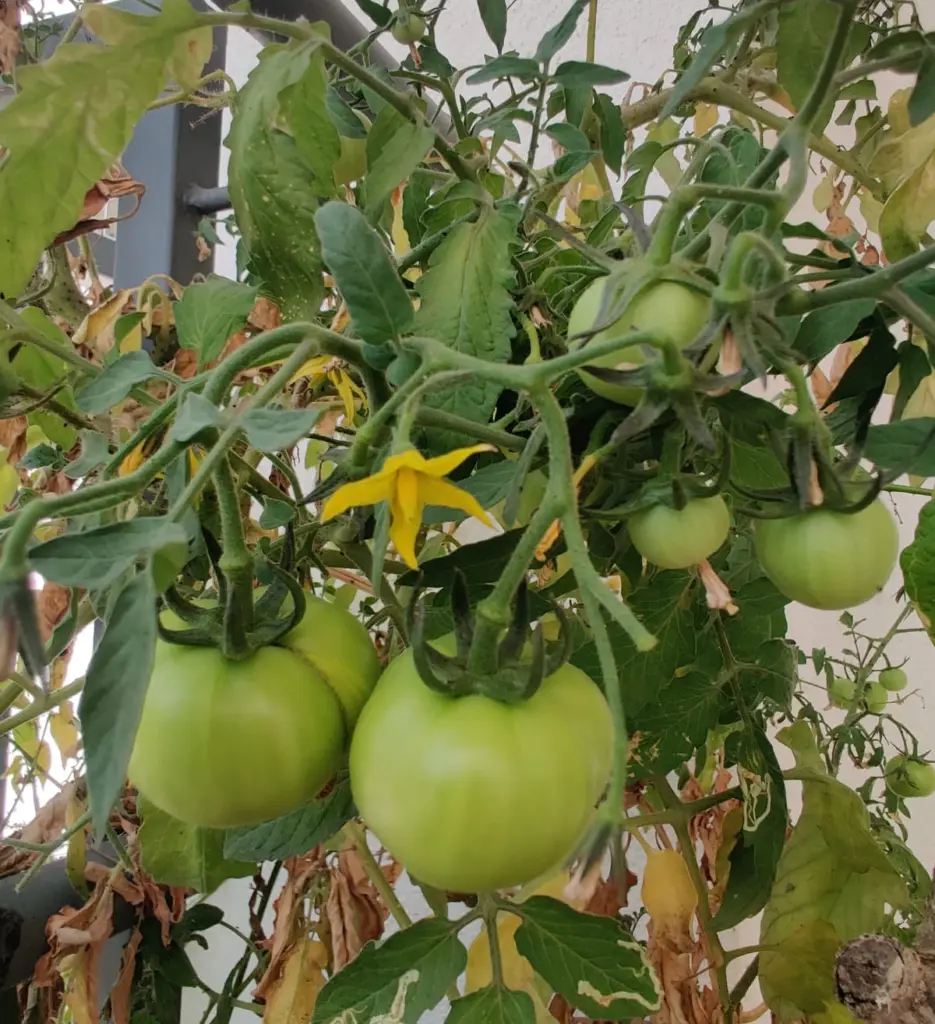 Growing Tomato's at Plant studio
