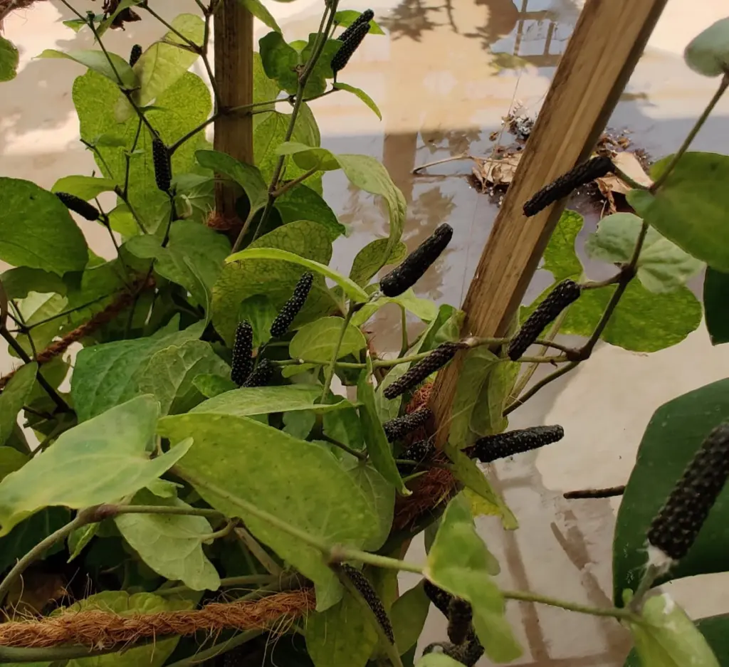 Indian Long Pepper Plant